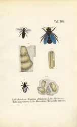 Especies de abejas especializadas y estructuras de sus nidos