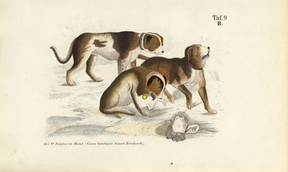Perros San Bernardo durante el rescate
