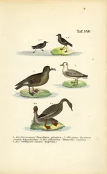 Paíño, págalo grande, albatros y ánsar común