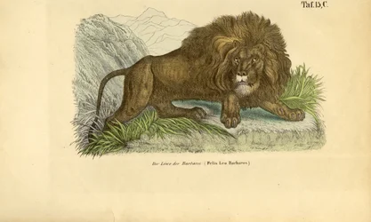 El león de Berbería