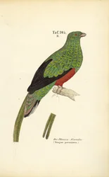 El Quetzal pavonino