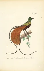 El Avefría Roja
