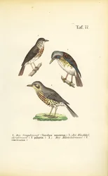 Tres especies de zorzales