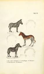 Tres especies de cebra