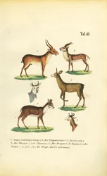 Varias especies de antílopes