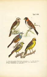Varias especies de escribanos