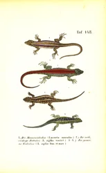 Varias especies de lagartos europeos