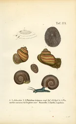 Varios caracoles de agua dulce y caracoles lapa