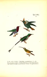 Varias especies de colibríes