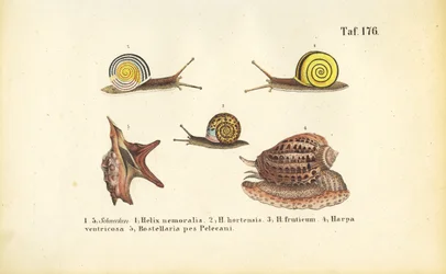Varios caracoles terrestres y marinos