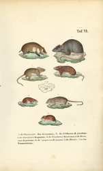 Varias especies de Muridae