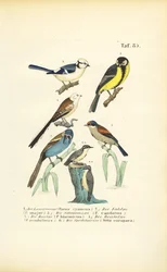 Varias especies de herrerillos y trepadores
