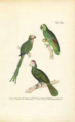Varias especies de loros tropicales