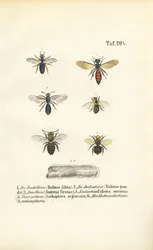 Varias especies de abejas silvestres de Europa Central