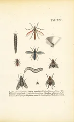 Varias especies de moscas con estadios de desarrollo