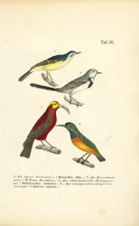 Lavanderas y aves exóticas