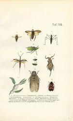 Chinches de agua y otros insectos