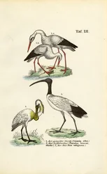 Cigüeña blanca, espátula e ibis sagrado