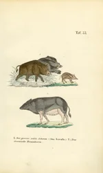Jabalíes y cerdos domésticos