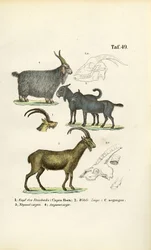 Cabras salvajes y especies caprinas con detalles anatómicos