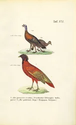 Pavo salvaje y sátiro Tragopan