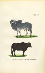 Cebú y búfalo
