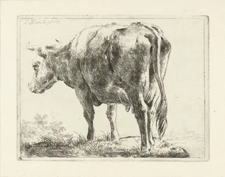 vaca de pie