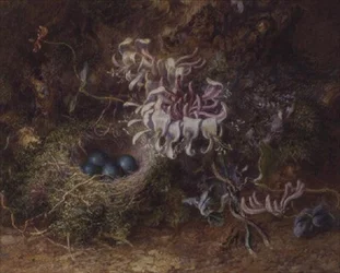 Nido de Pájaros y Madreselva