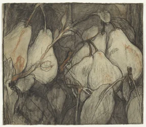 Duquesa de Angouleme-peren