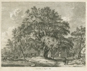 Olmo de Wych, Blithfield