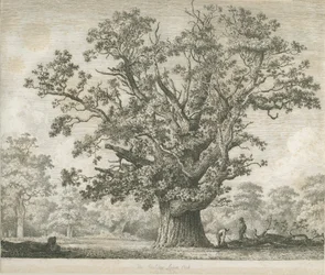 Needwood - Roble Swilcar