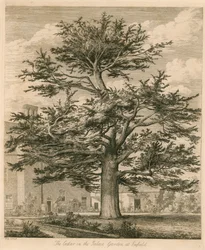 El Cedro en el Jardín del Palacio en Enfield, Middlesex