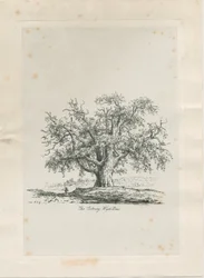 Tutbury - "Olmo de Wych": grabado, nd [c 1820]