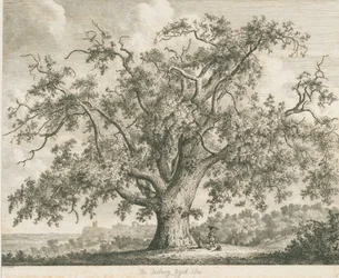Tutbury - "Olmo de bruja": grabado, nd [c 1820]