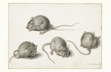Cuatro estudios de un ratón enfermo