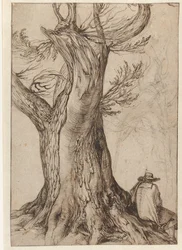 Estudio de un tronco de árbol
