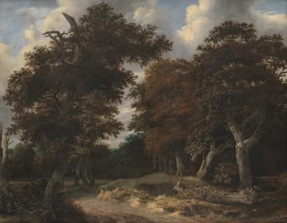 Camino a través de un bosque de robles