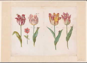 Hoja de un libro de tulipanes
Cuatro tulipanes con insectos y una flor más pequeña
Conjunto de pliegos dobles marcados por ambas caras con tulipanes (título de la serie)