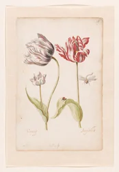 Dos tulipanes con insectos