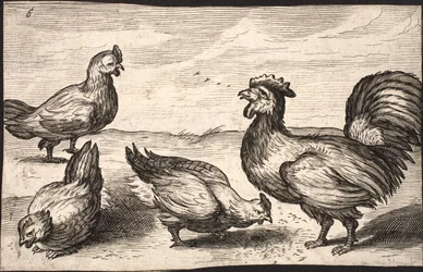 Un gallo con tres gallinas