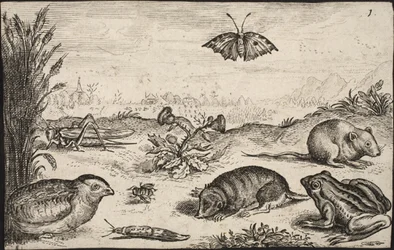 Animales pequeños e insectos: saltamontes, mariposa, ratón de campo, perdiz, abeja, caracol, topo y rana