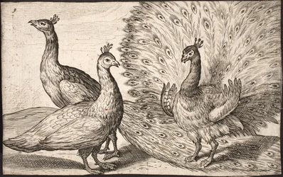 Tres pavos reales