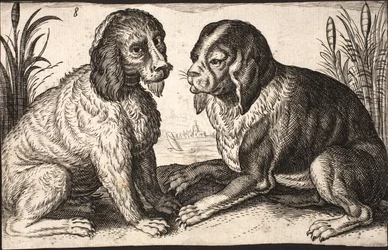 Dos perros junto a un lago