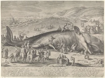Ballena varada en Berckhey, 1598