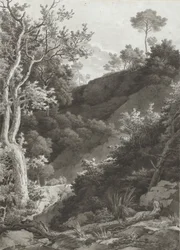 Ladera boscosa