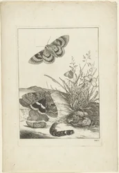 Mariposas, oruga y capullo