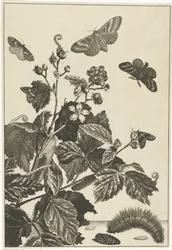 Rosa salvaje con orugas y mariposas