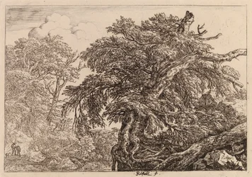 Árbol viejo