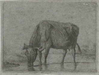 Vaca bebiendo de un charco