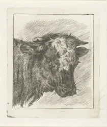 Cabeza de vaca con col blanca